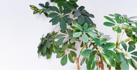 観葉植物の設置
